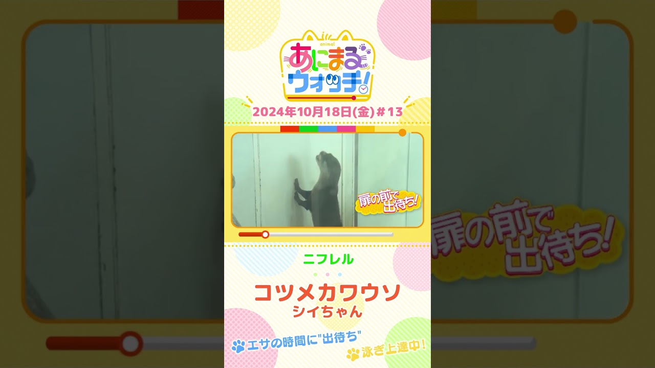 エサの時間に"出待ち"！コツメカワウソ「シイちゃん」　大阪「ニフレル」　#shorts #読売テレビニュース #すまたん ＃あにまるウォッチ #動物