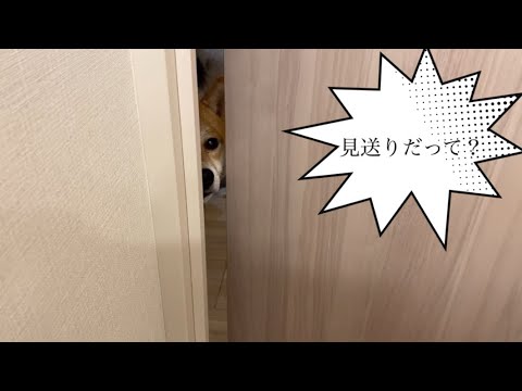 【柴犬飼い主55歳】気分次第で飼い主を見送るようになりました。