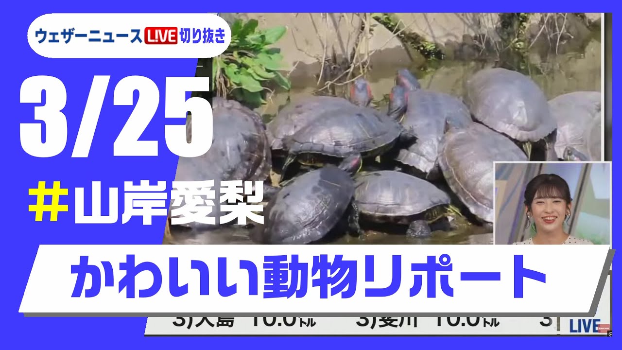 【20250325 ウェザーニュースライブ切り抜き】かわいい動物リポート #山岸愛梨 #ウェザーニュース切り抜き