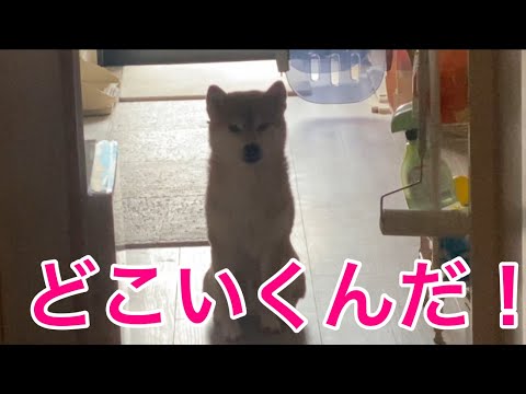 【柴犬飼い主55歳】何も言わずに飼い主を見送る柴犬が怖い
