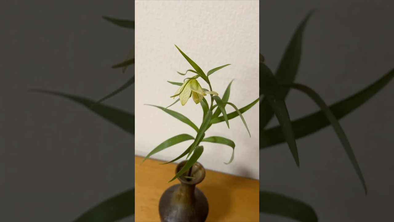 バイモユリ