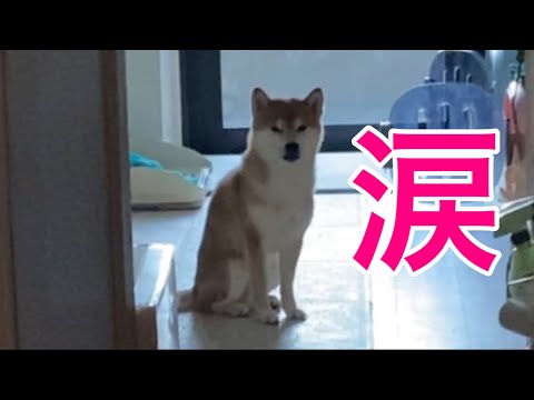 【柴犬飼い主55歳】飼い主を見送る犬
