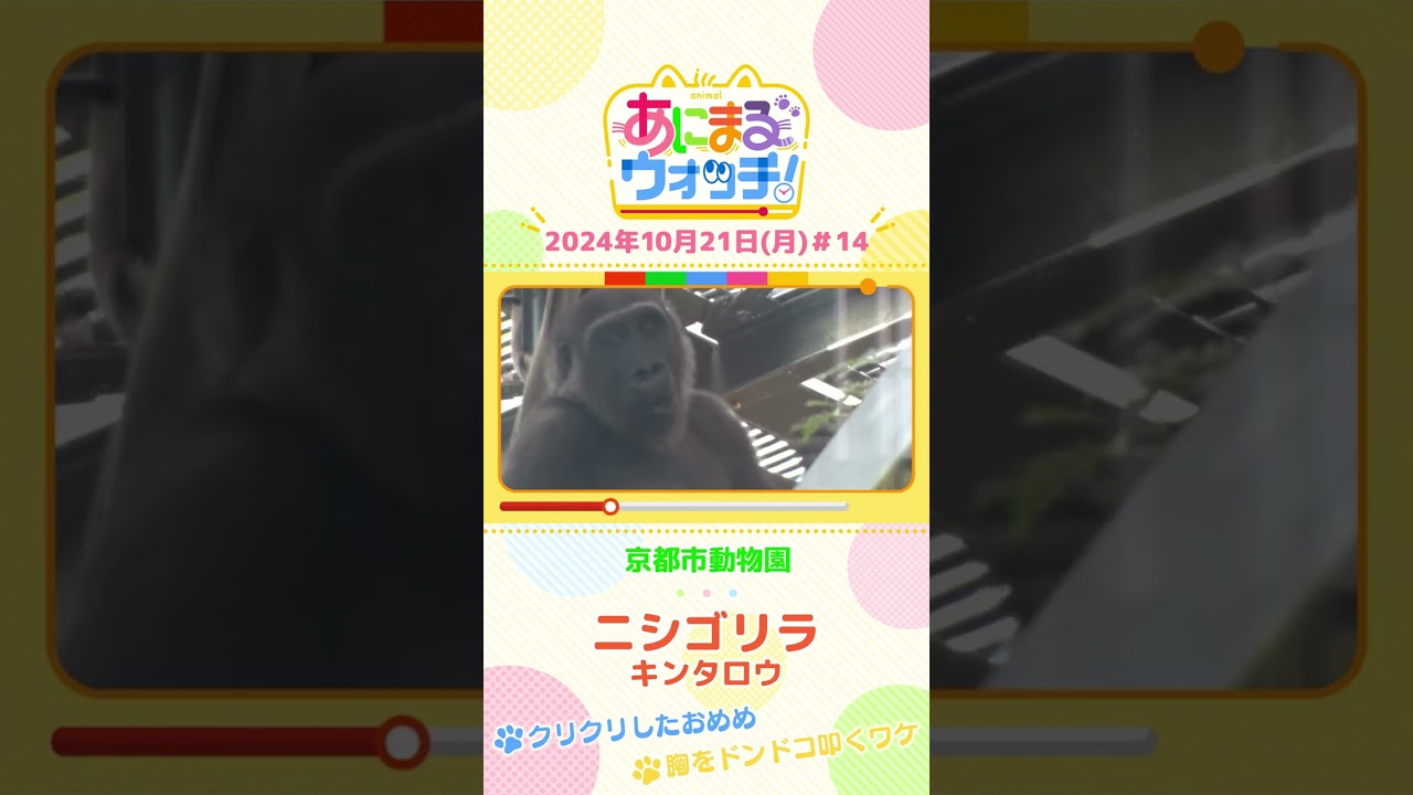 クリクリしたおめめ　ニシゴリラ「キンタロウ」　京都「京都市動物園」　#shorts #読売テレビニュース #すまたん ＃あにまるウォッチ #動物