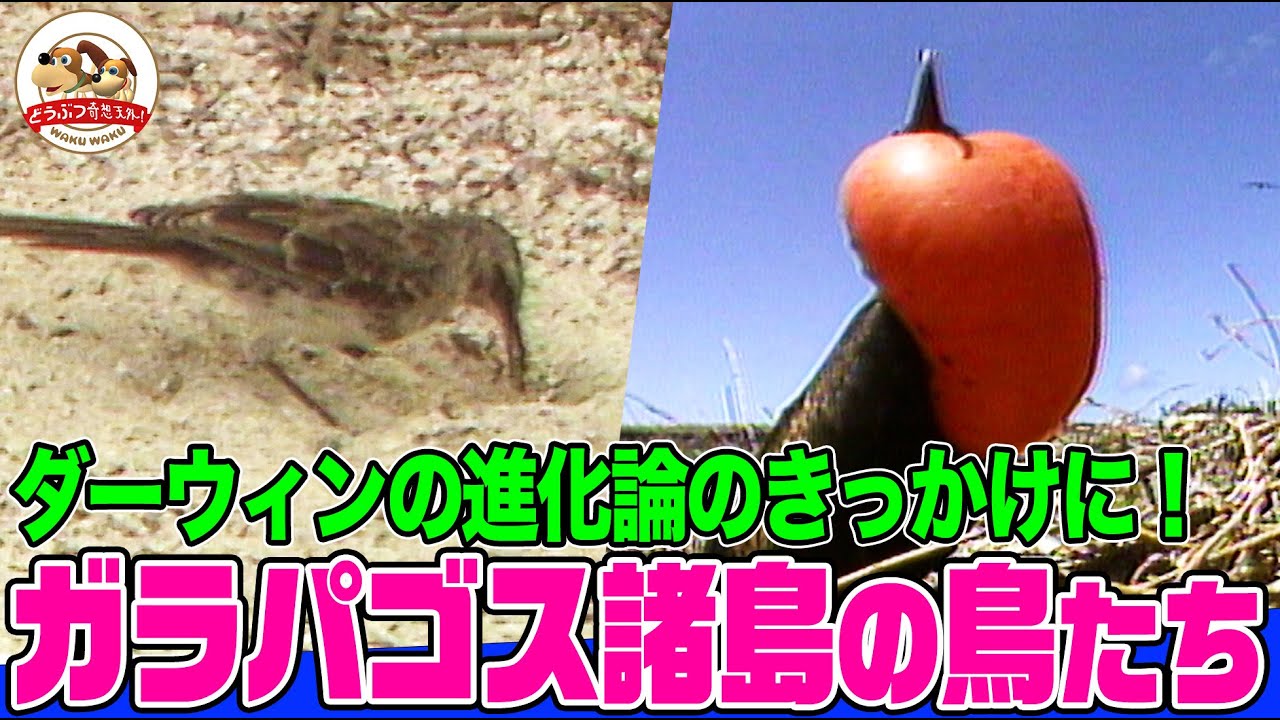 【進化の実験室】約500万年前に大陸と隔絶されたガラパゴス諸島！偶然この島々にやってきて独自の進化を続ける鳥たちを紹介【どうぶつ奇想天外／WAKUWAKU】