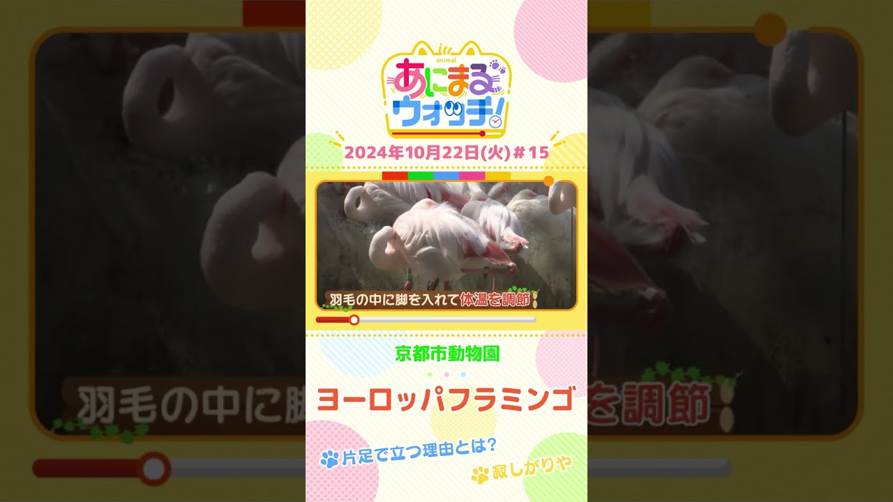 片足で立つ理由とは？　ヨーロッパフラミンゴ　京都「京都市動物園」　#shorts #読売テレビニュース #すまたん ＃あにまるウォッチ #動物