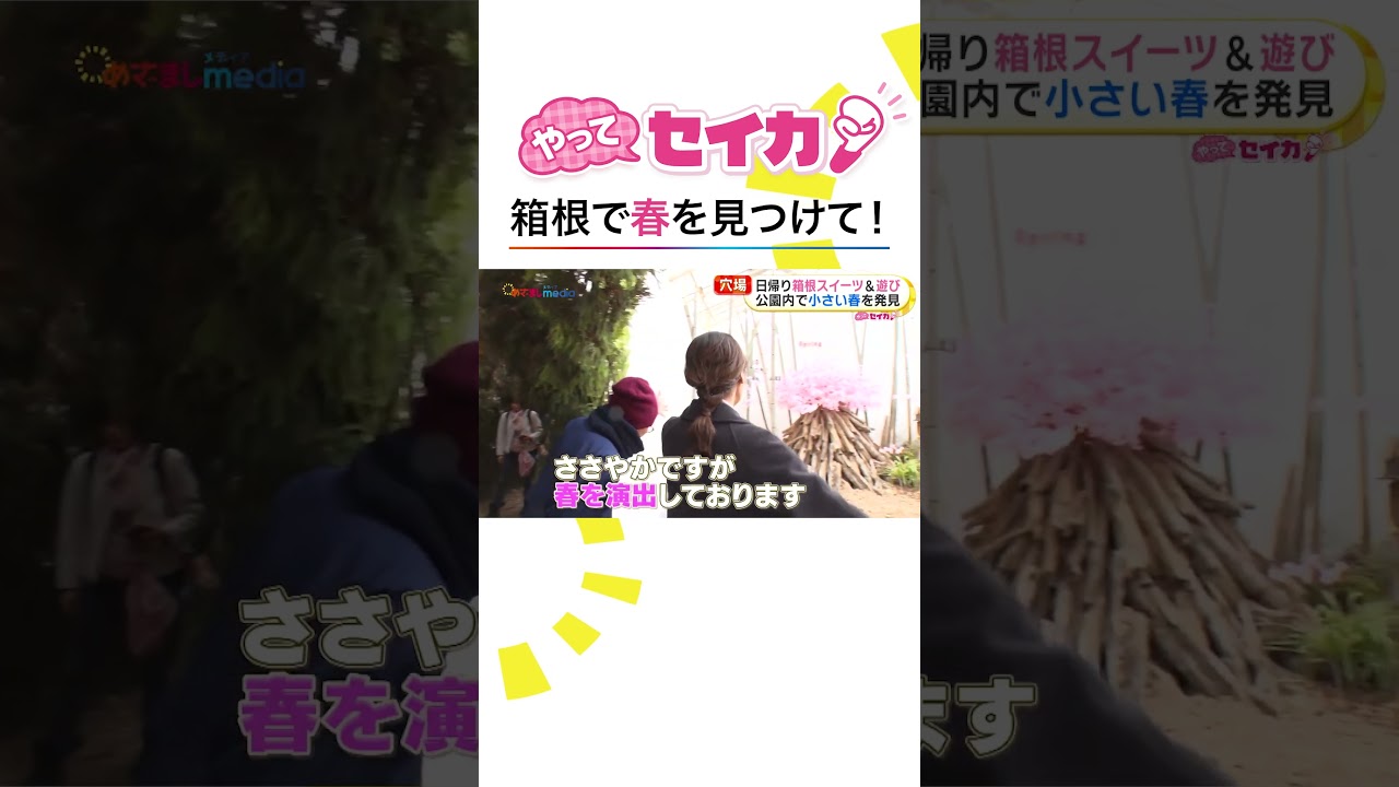 #井上清華 キャスターが桜咲く箱根で春探し #めざましテレビ #やってセイカ！