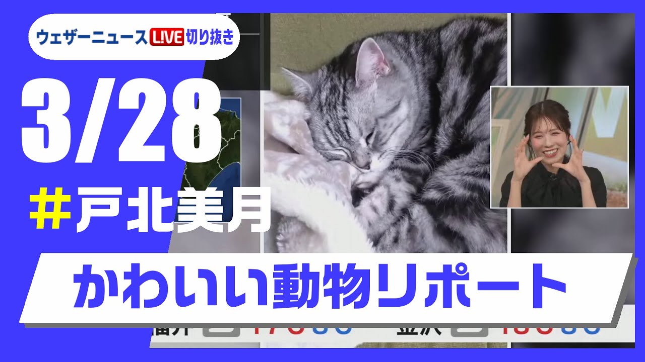 【20250328 ウェザーニュースライブ切り抜き】かわいい動物リポート #戸北美月 #ウェザーニュース切り抜き