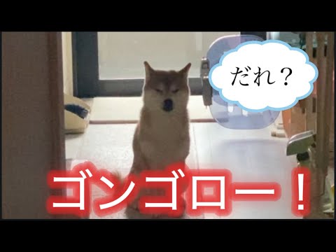 【柴犬飼い主55歳】今日の柴犬の名前はゴンゴローで呼んでみた！