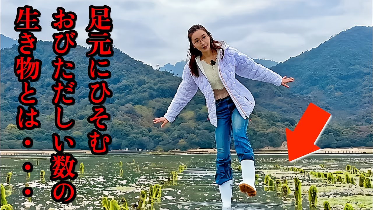 【衝撃】水がなくなった海の中に、大量に潜んでいた生物とは・・・【広島県・大野瀬戸】