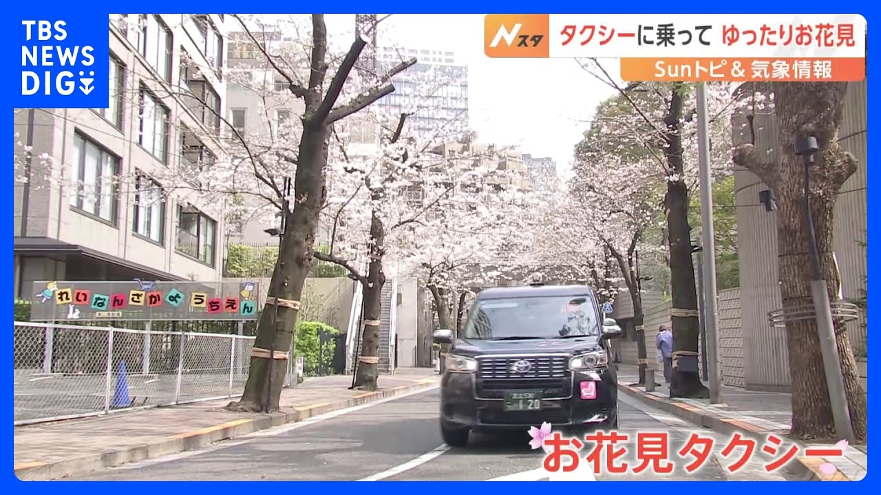 都心の桜はまさに見頃　桜スポットをめぐる「お花見タクシー」【SUNトピ】｜TBS NEWS DIG