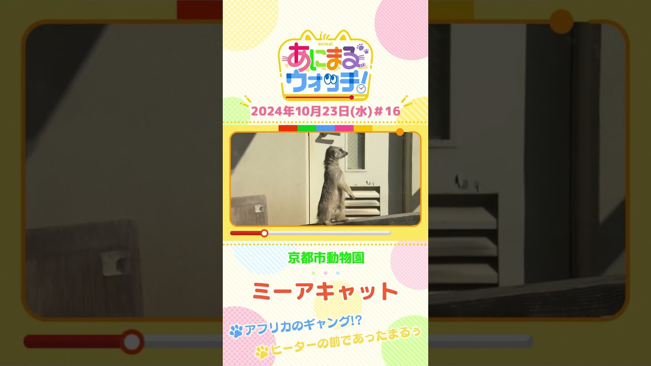 アフリカのギャング！？ミーアキャット　京都「京都市動物園」　#shorts #読売テレビニュース #すまたん ＃あにまるウォッチ #動物