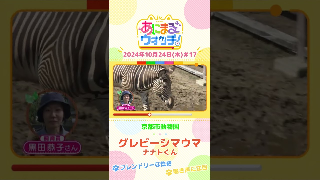 フレンドリーな性格　グレビーシマウマ「ナナトくん」　京都「京都市動物園」　#shorts #読売テレビニュース #すまたん ＃あにまるウォッチ #動物