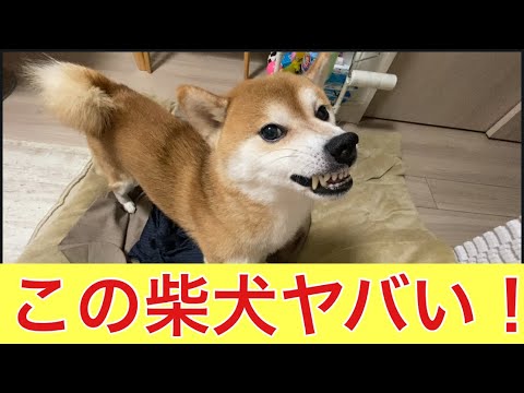 【柴犬飼い主55歳】イタズラしようとした飼い主に激怒する柴犬！