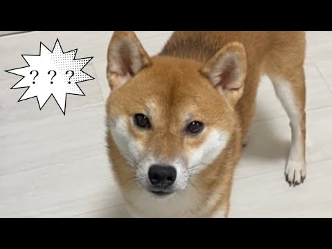 【柴犬飼い主55歳】自分の名前を把握しているか？試してみた！