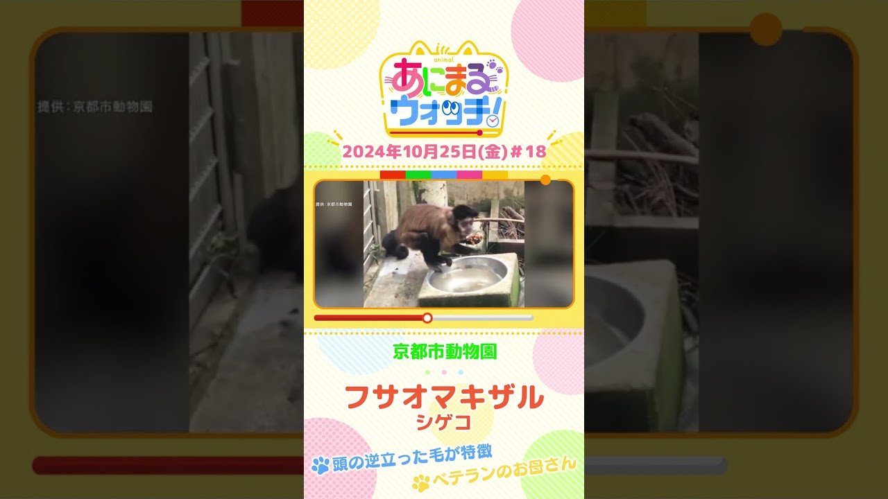 頭の逆立った毛が特徴！フサオマキザル「シゲコ」　京都「京都市動物園」　#shorts #読売テレビニュース #すまたん ＃あにまるウォッチ #動物