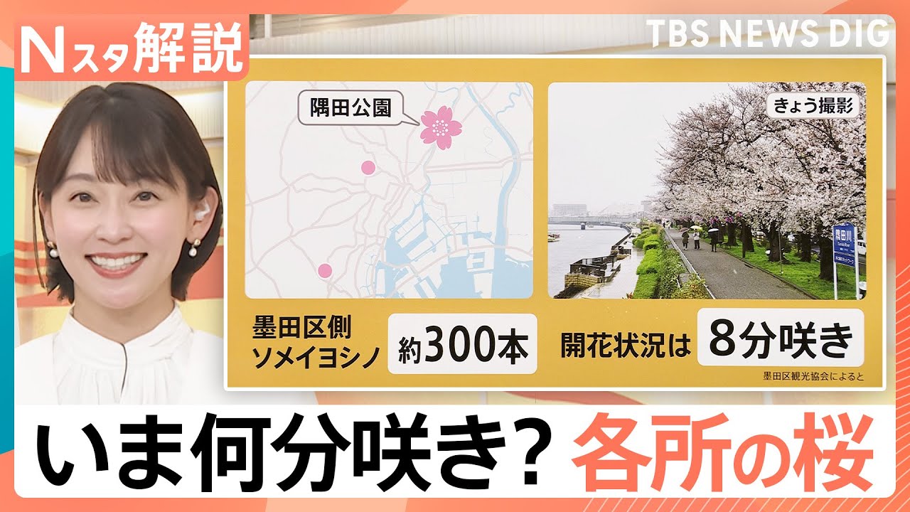 都内の花見の名所はいつまで楽しめる？冷たい雨でも楽しめる“雨のお花見”スポットも紹介【Nスタ解説】｜TBS NEWS DIG