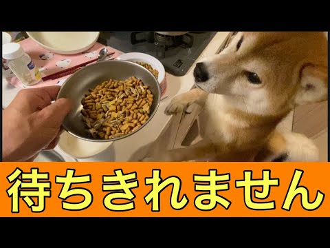 【柴犬飼い主55歳】ご飯の時だけ言う事をきく柴犬