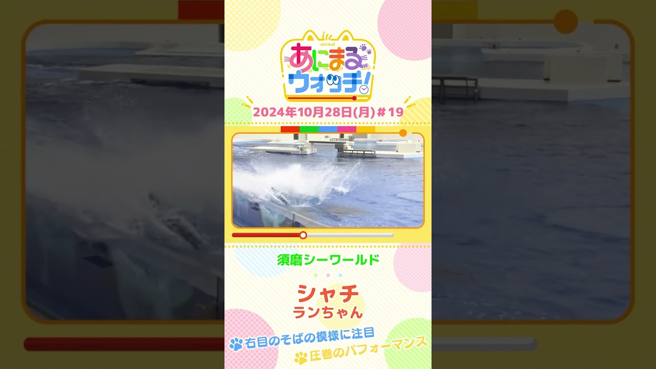 右目のそばの模様に注目！シャチ「ランちゃん」　兵庫「須磨シーワールド」　#shorts #読売テレビニュース #すまたん ＃あにまるウォッチ #動物