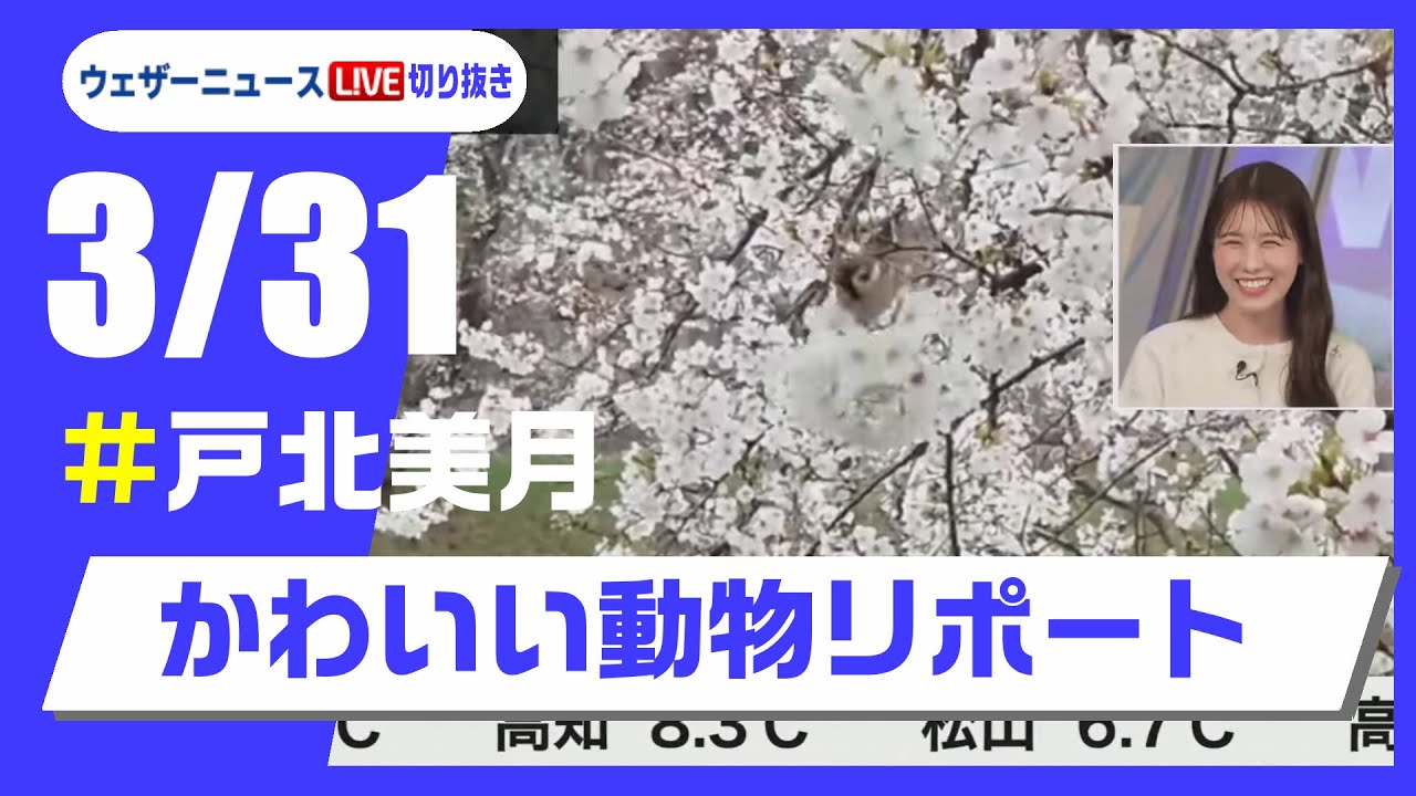 【20250331 ウェザーニュースライブ切り抜き】かわいい動物リポート #戸北美月 #ウェザーニュース切り抜き
