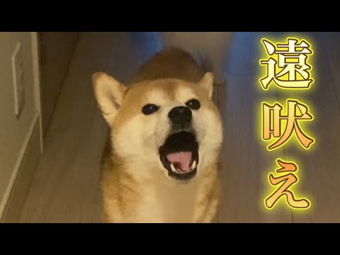 【柴犬飼い主55歳】別れ際に飼い主と一緒に遠吠え！