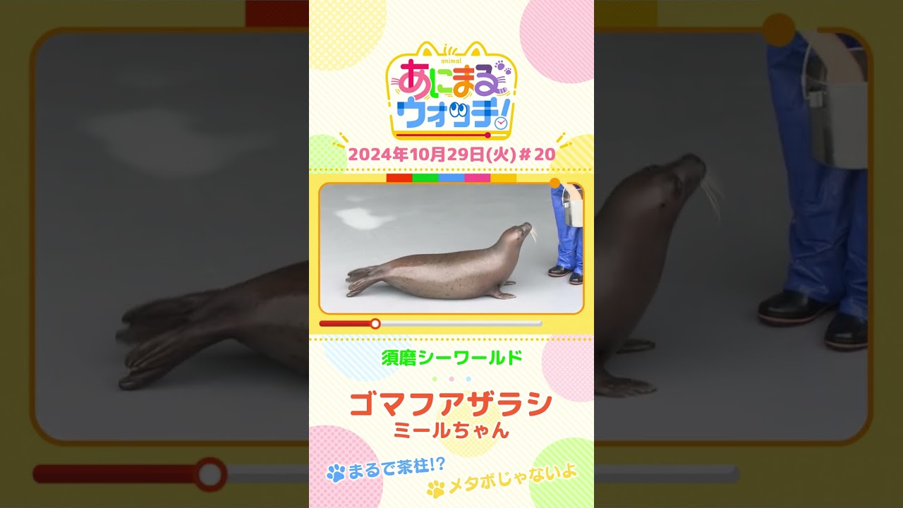 まるで茶柱！？ゴマフアザラシ「ミールちゃん」　兵庫「須磨シーワールド」　#shorts #読売テレビニュース #すまたん ＃あにまるウォッチ #動物