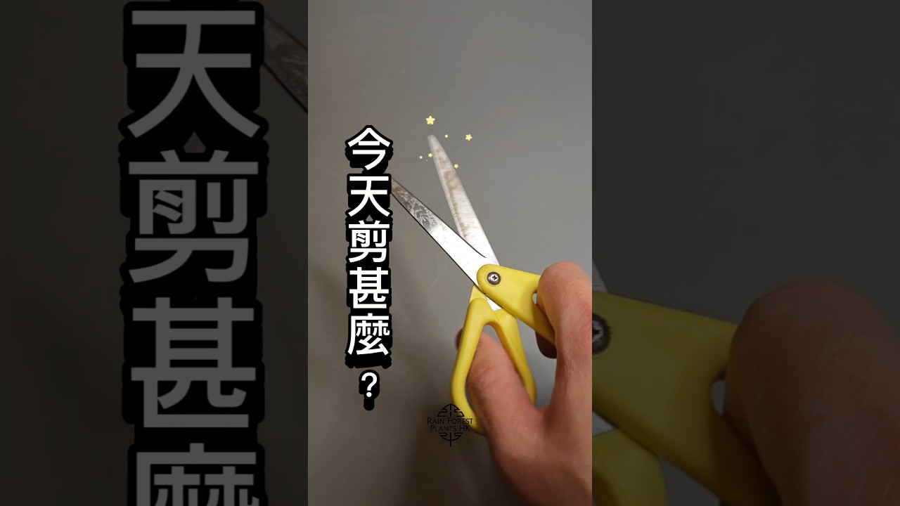 今天剪甚麼？沃森海芋長出花來了⚠️為甚麼要剪⁉️ 因為會搶掉營養，新葉子會長不大😂 來！狠心剪❌❌ 追踪 Rain Forest Plants HK 知道更多#觀葉植物 你應該是做的事 ☺️