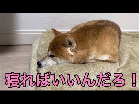 【柴犬飼い主55歳】誰もかまってくれなくて1人遊ぶする柴犬