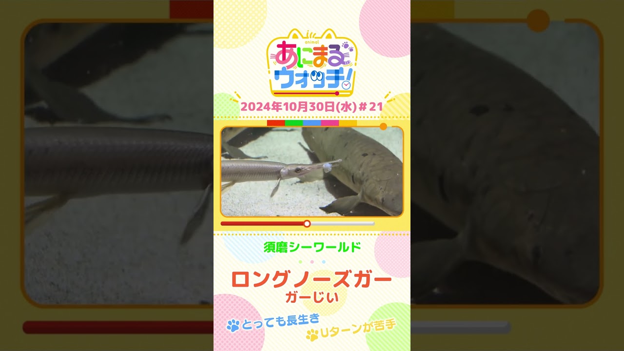 とっても長生き！ロングノーズガー「ガーじい」　兵庫「須磨シーワールド」　#shorts #読売テレビニュース #すまたん ＃あにまるウォッチ #動物