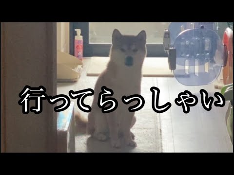 【柴犬飼い主55歳】飼い主を見送る柴犬