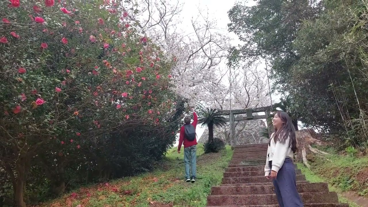 #小値賀  2025  04  05  夕  🌼  #黒島園地  #アメリカと福岡からのお客様  #YouTuber