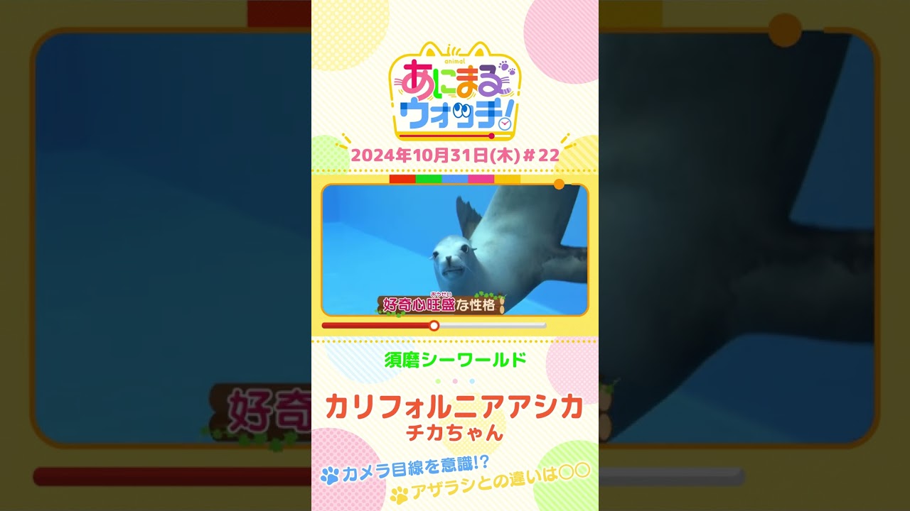 カメラ目線を意識！？カリフォルニアアシカ「チカちゃん」　兵庫「須磨シーワールド」　#shorts #読売テレビニュース #すまたん ＃あにまるウォッチ #動物