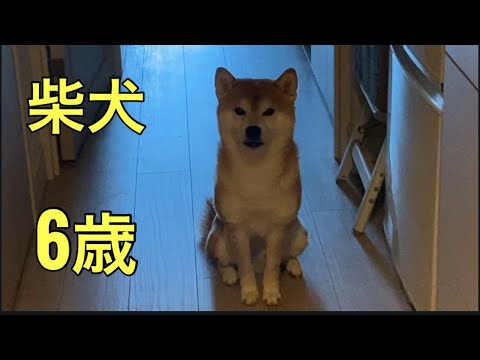 【柴犬飼い主55歳】日曜日でもちゃんと見送りする柴犬