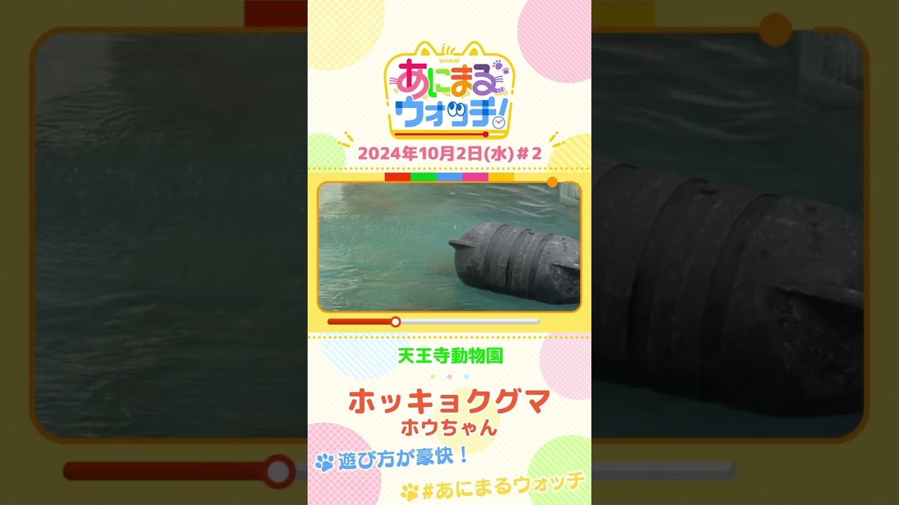 遊び方が豪快！ホッキョクグマ「ホウちゃん」　大阪・天王寺動物園　#shorts #読売テレビニュース #すまたん ＃あにまるウォッチ #動物