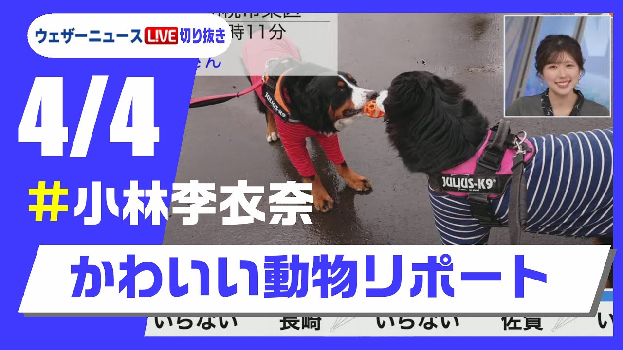 【20250404 ウェザーニュースライブ切り抜き】かわいい動物リポート #小林李衣奈 #ウェザーニュース切り抜き