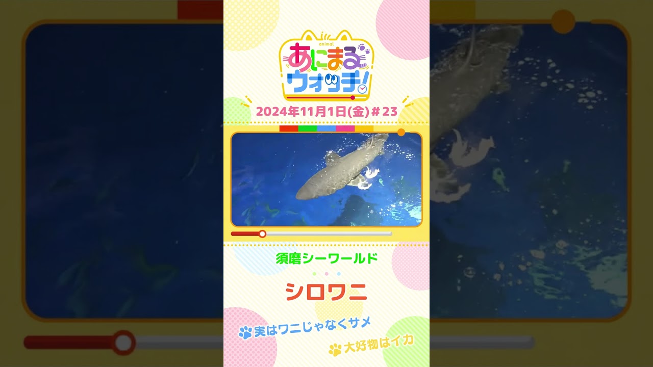 実はワニじゃなくサメ！「シロワニ」　兵庫「須磨シーワールド」　#shorts #読売テレビニュース #すまたん ＃あにまるウォッチ #動物