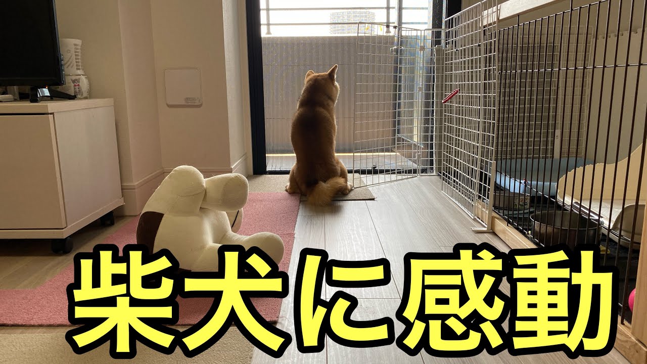 【柴犬飼い主55歳】あの柴犬がここまで成長！