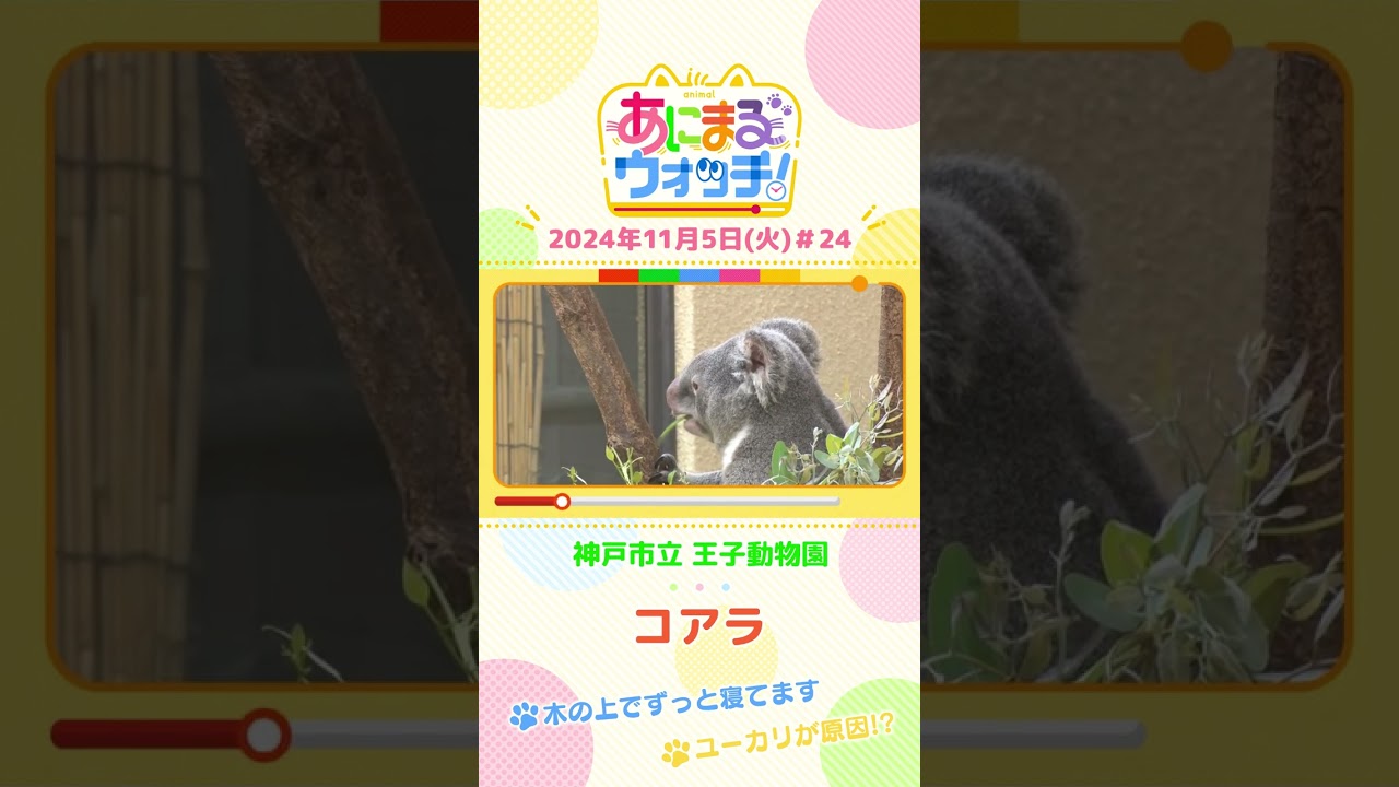 木の上でずっと寝てる！？コアラ　兵庫「神戸市立王子動物園」　#shorts #読売テレビニュース #すまたん ＃あにまるウォッチ #動物
