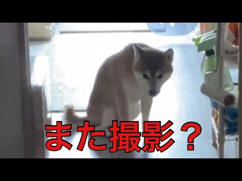 【柴犬飼い主55歳】しば犬に何回も同じ事をやってもらったら！