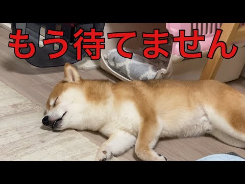 【柴犬飼い主55歳】飼い主待ち続けた柴犬
