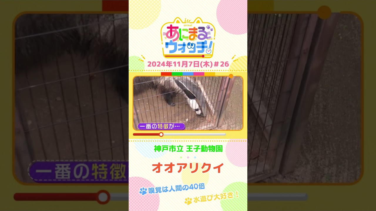 嗅覚は人間の40倍！オオアリクイ　兵庫「神戸市立王子動物園」　#shorts #読売テレビニュース #すまたん ＃あにまるウォッチ #動物