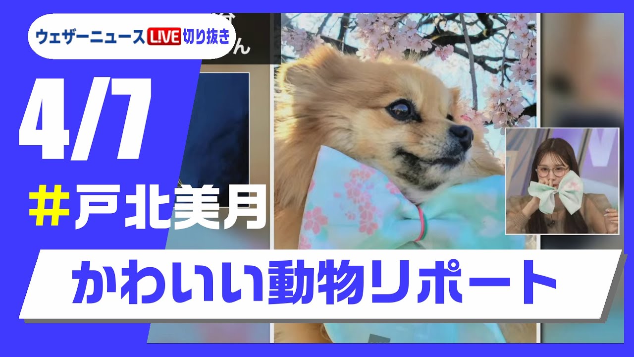 【20250407 ウェザーニュースライブ切り抜き】かわいい動物リポート #戸北美月 #ウェザーニュース切り抜き
