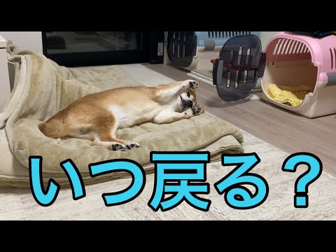【柴犬飼い主55歳】帰って来ない理由なんて分からずただ待ち続ける犬達。