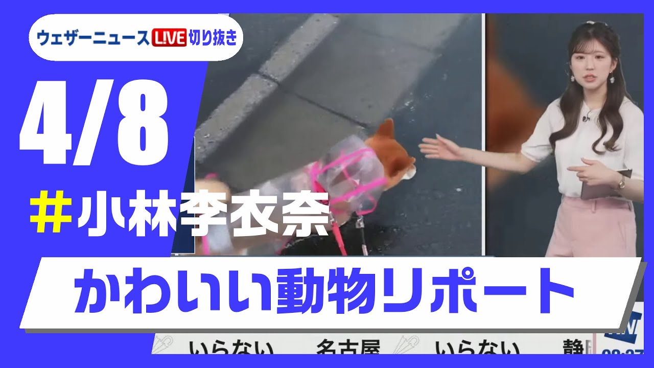 【20250408 ウェザーニュースライブ切り抜き】かわいい動物リポート #小林李衣奈 #ウェザーニュース切り抜き