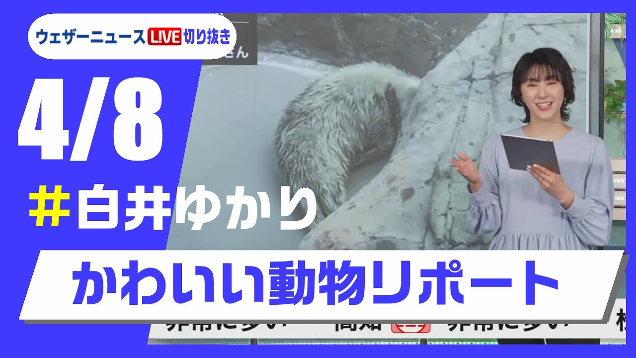 【20250408 ウェザーニュースライブ切り抜き】かわいい動物リポート #白井ゆかり  #ウェザーニュース切り抜き