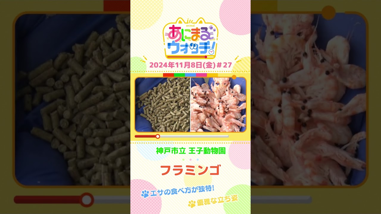 エサの食べ方が独特！フラミンゴ　兵庫「神戸市立王子動物園」　#shorts #読売テレビニュース #すまたん ＃あにまるウォッチ #動物