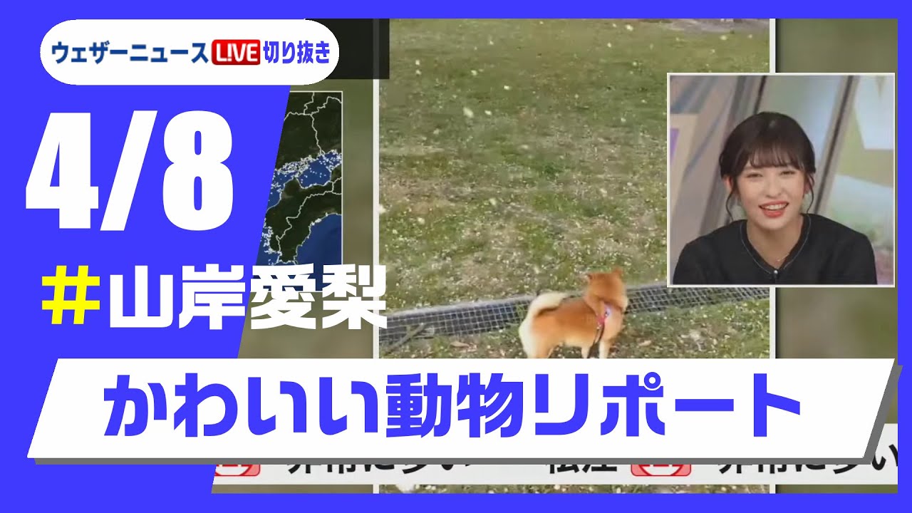 【20250408 ウェザーニュースライブ切り抜き】かわいい動物リポート #山岸愛梨 #ウェザーニュース切り抜き