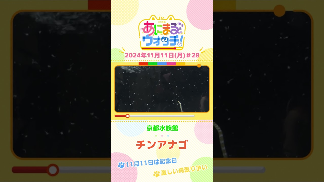 11月11日は記念日！チンアナゴ　京都「京都水族館」　#shorts #読売テレビニュース #すまたん ＃あにまるウォッチ #動物