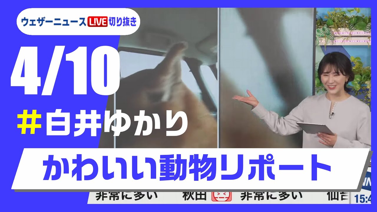 【20250410 ウェザーニュースライブ切り抜き】かわいい動物リポート #白井ゆかり  #ウェザーニュース切り抜き