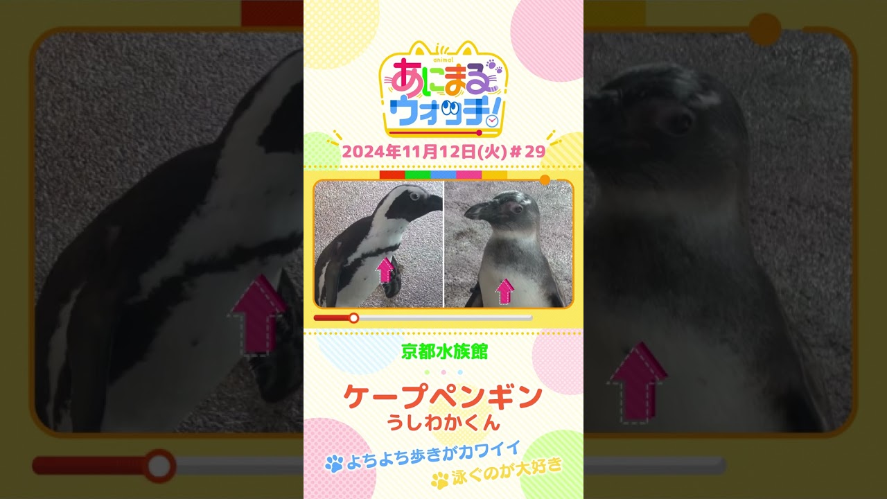 よちよち歩きがカワイイ！ケープペンギン「うしわかくん」　京都「京都水族館」　#shorts #読売テレビニュース #すまたん ＃あにまるウォッチ #動物
