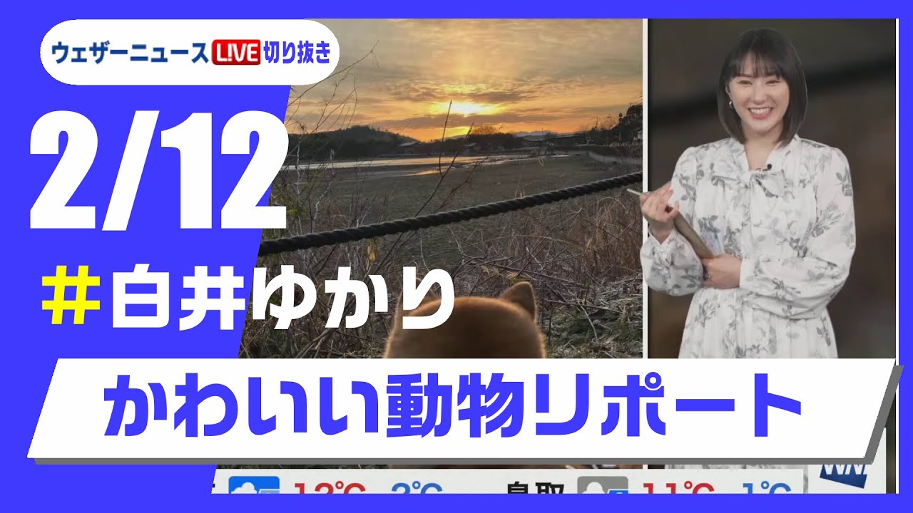 【20250212 ウェザーニュースライブ切り抜き】かわいい動物リポート #白井ゆかり #ウェザーニュース切り抜き